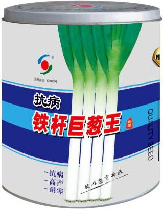 Disease-resistant Tiegan Jucongwang——Scallion